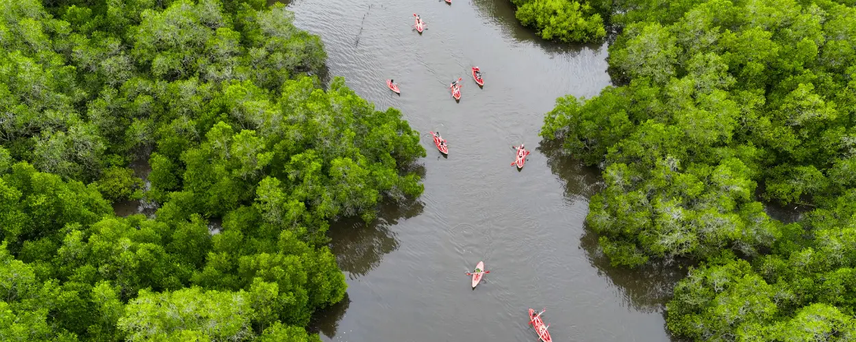 Cover image for Mangrove Canoe: Best Time to Canoeing in Bali Mangrove Forest