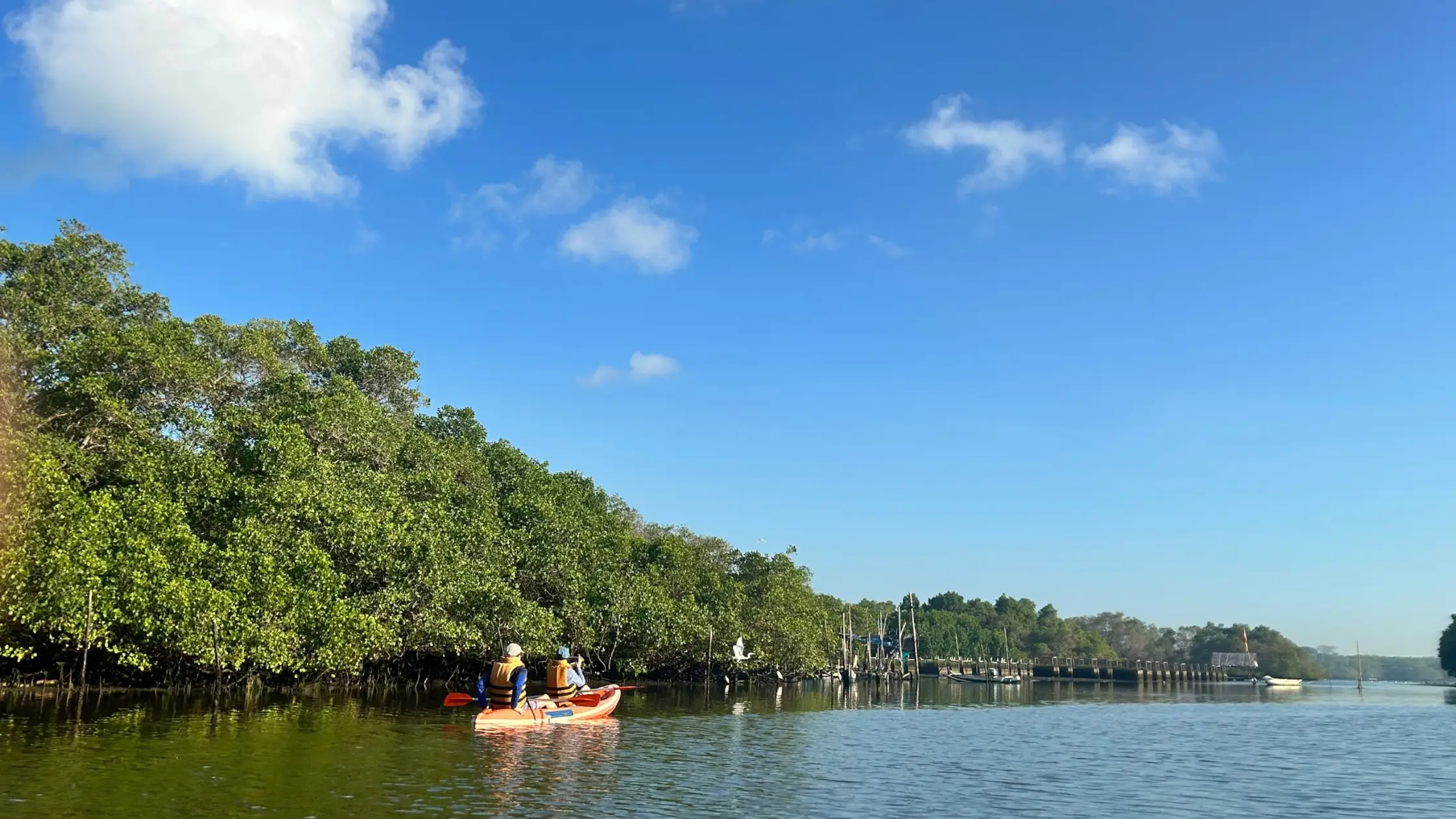 Canoeing near mangrove trees with a heron flying above