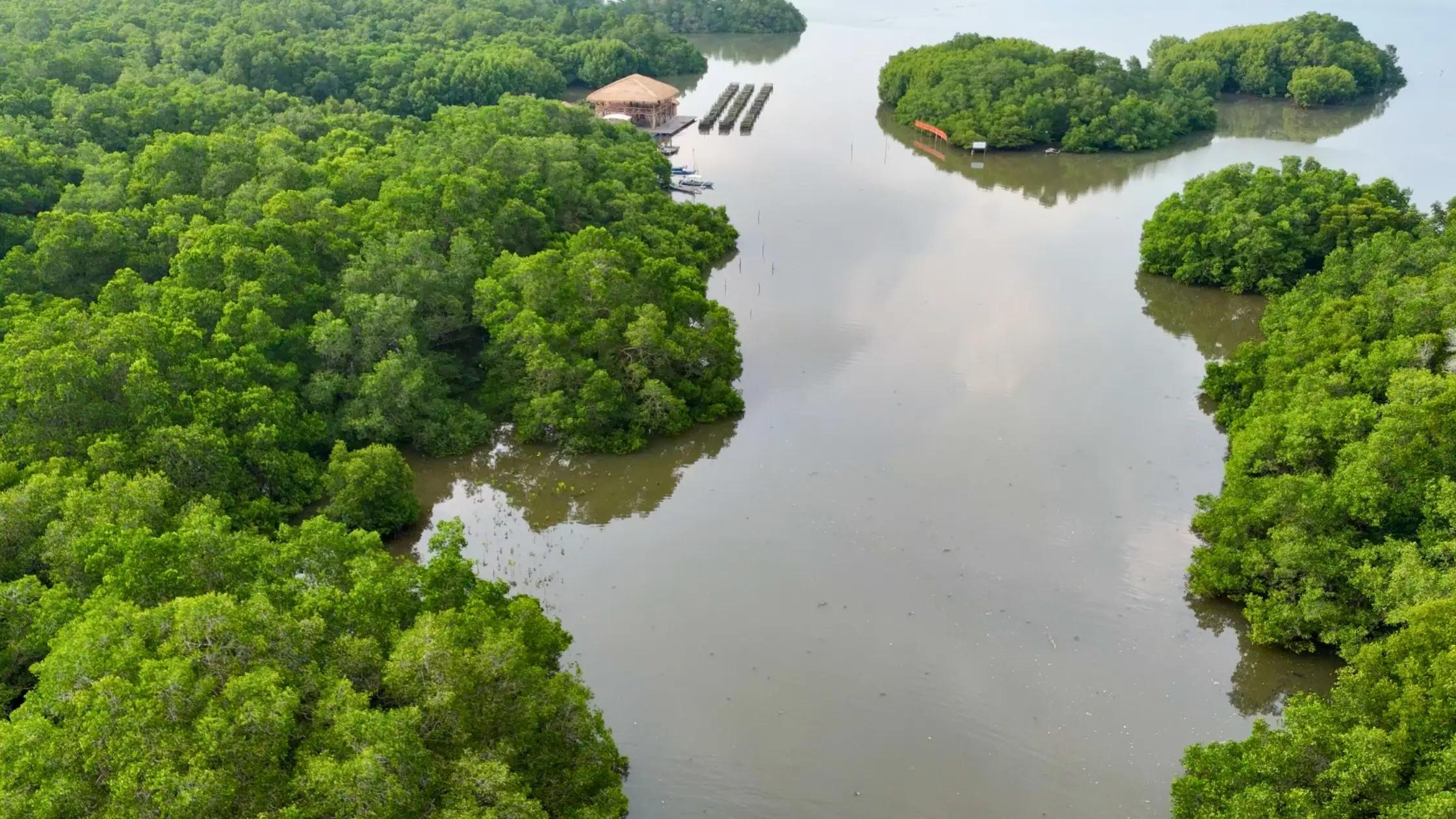 Aerial view of Bali mangrove forest