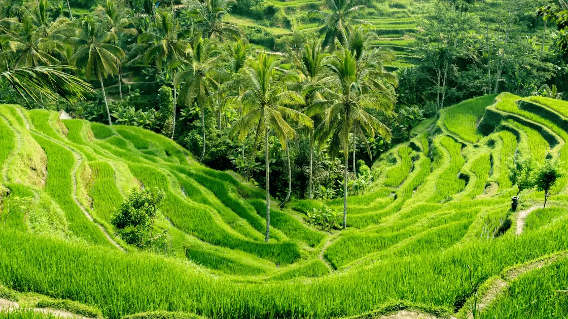 Aerial view of Bali rice terraces showcasing bali eco tourism