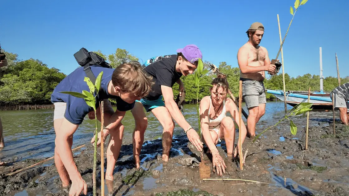 Eco travelers joining mangrove planting as part of regenerative and bali sustainable travel